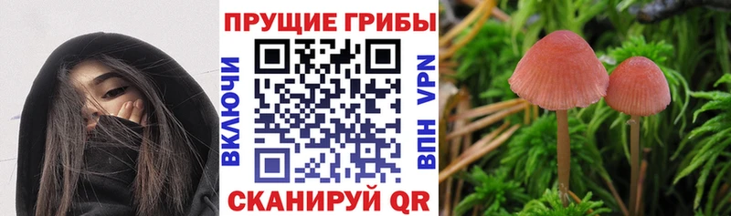 Галлюциногенные грибы Magic Shrooms  Таштагол 